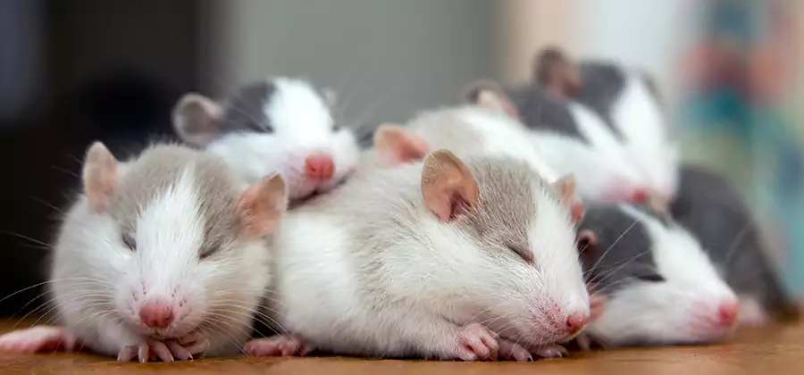 Roseburg Pet Safe Mice Control