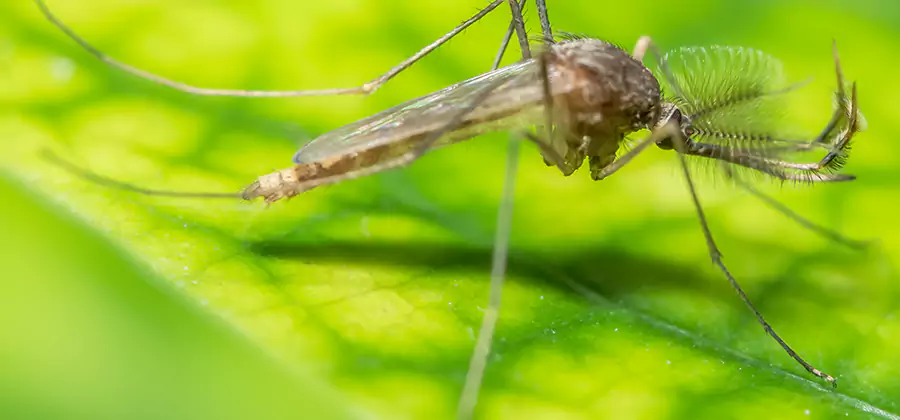 Herbal Mosquito Repellent Treatment in Roseburg