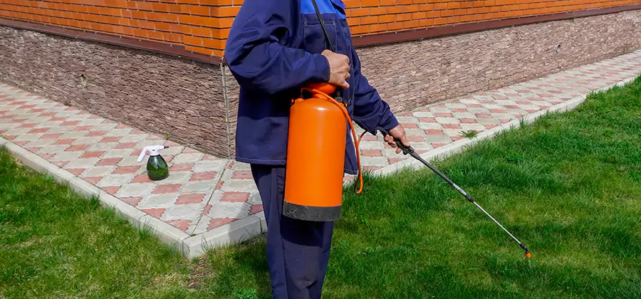 Non Toxic Termite Treatment in Roseburg