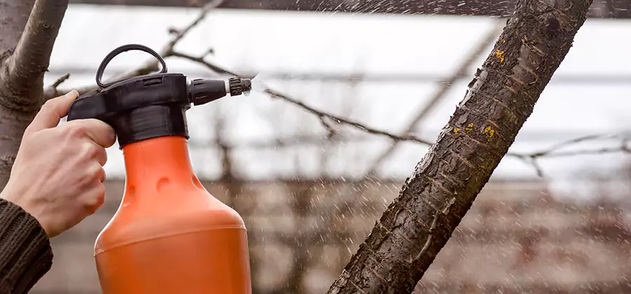 Orange Oil Structural Cavity Treatment in Roseburg