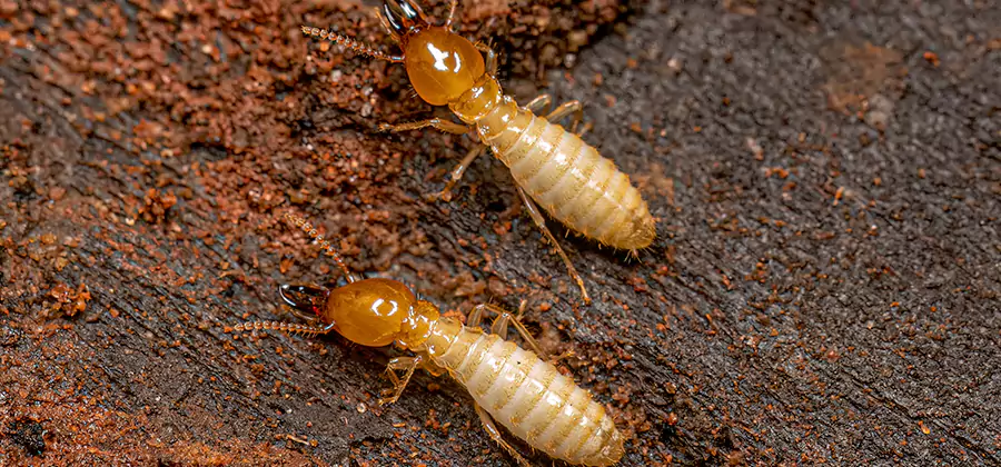 Natural Ant Hill Killer Treatment in Roseburg