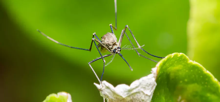 Natural Outdoor Mosquito Repellent in Roseburg