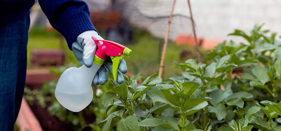 One Time Termite Control in Roseburg