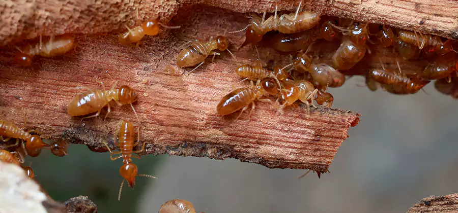 Termite Pest Management in Roseburg