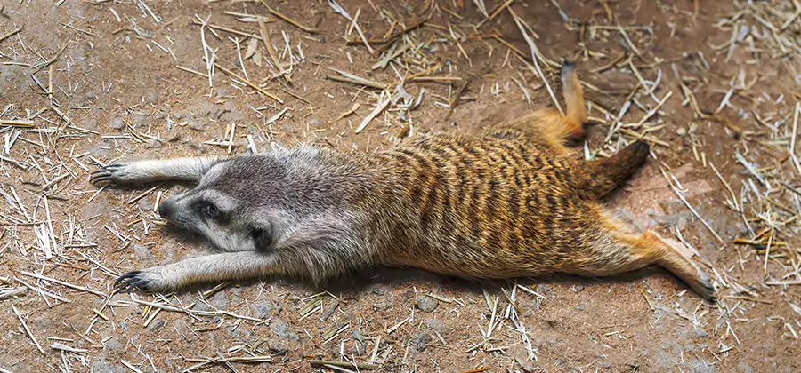 Dead Raccoon Removal in Roseburg