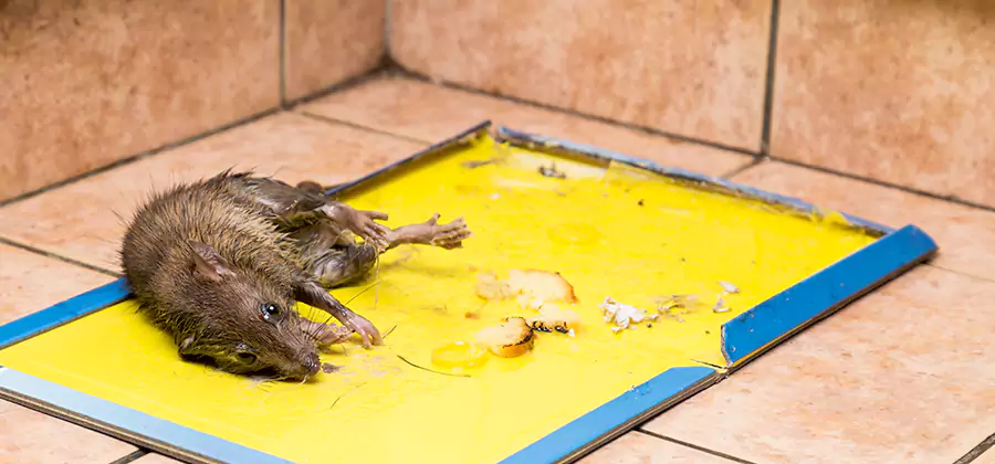 Rat Trapping Service In Roseburg