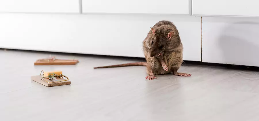 Rat Baiting Removal Service in Roseburg