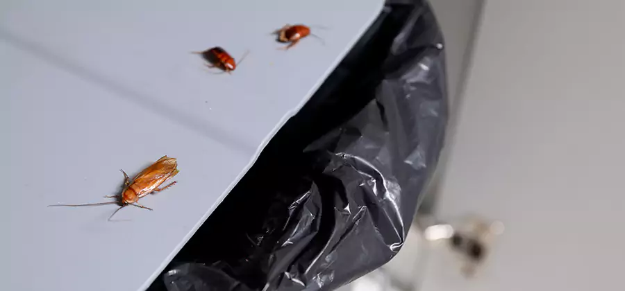 German Roach Pest Control in Roseburg