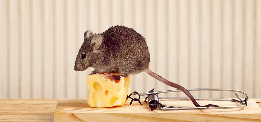 Commercial Rodent Exclusion Services in Roseburg