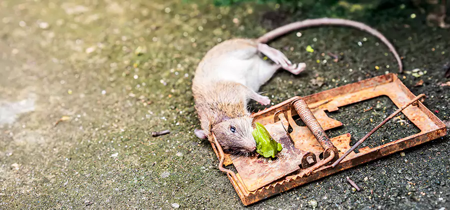 Rat Trapping in Roseburg