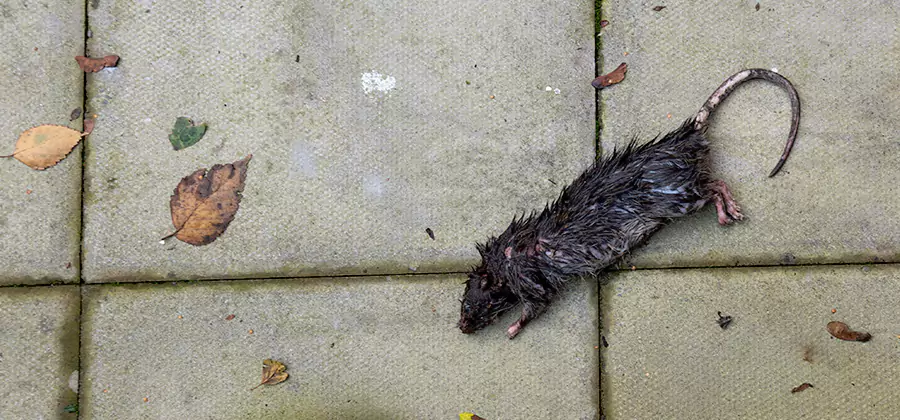 Rodent inspection service in Roseburg