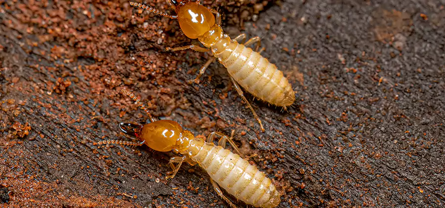 Sentricon Residential Termite Control in Roseburg