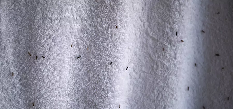Small Black Ants in Bathroom Treatment in Roseburg