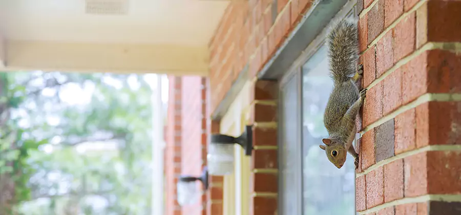 Squirrel Inside Walls Removal in Roseburg