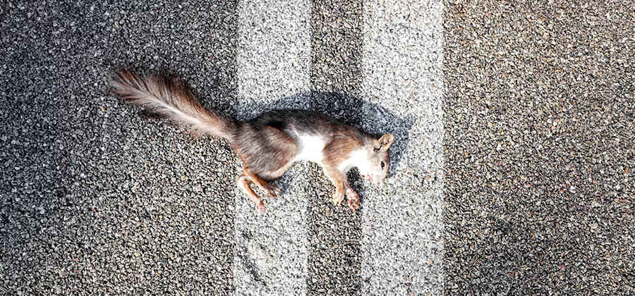 Dead Squirrel Removal in Roseburg
