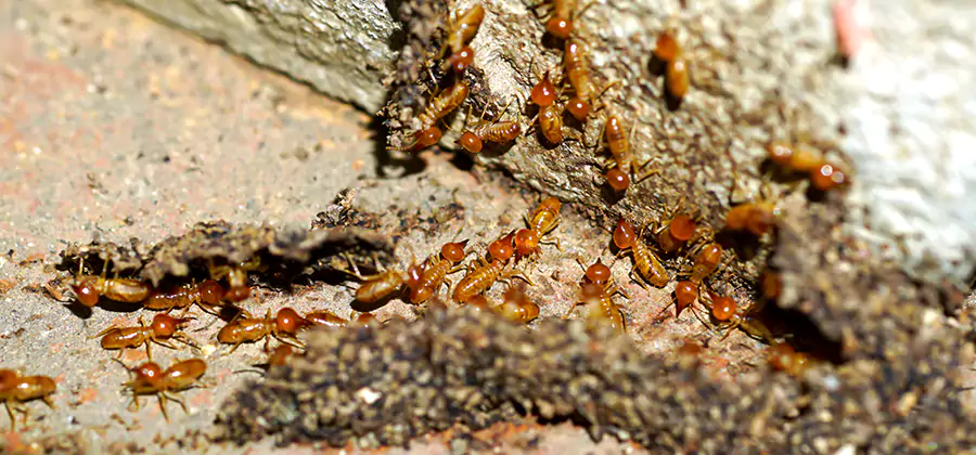 Wood Treatment and Localized Termite Solutions in Roseburg