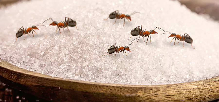 Indoor Sugar Ant Treatment in Roseburg