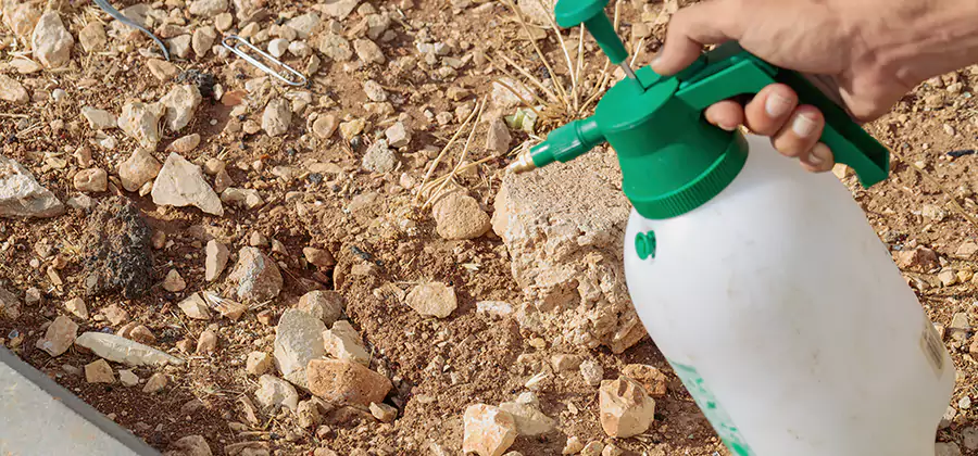 Heat Treatment Termite Cost in Roseburg
