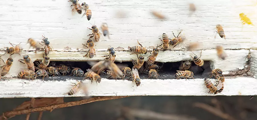 Residential Termite Fumigation in Roseburg