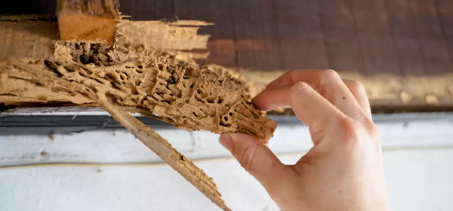 Pre-Purchase Termite Inspection in Roseburg