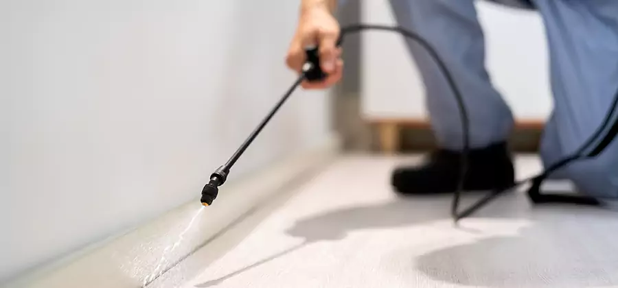 Direct Termite Injection Treatment in Roseburg