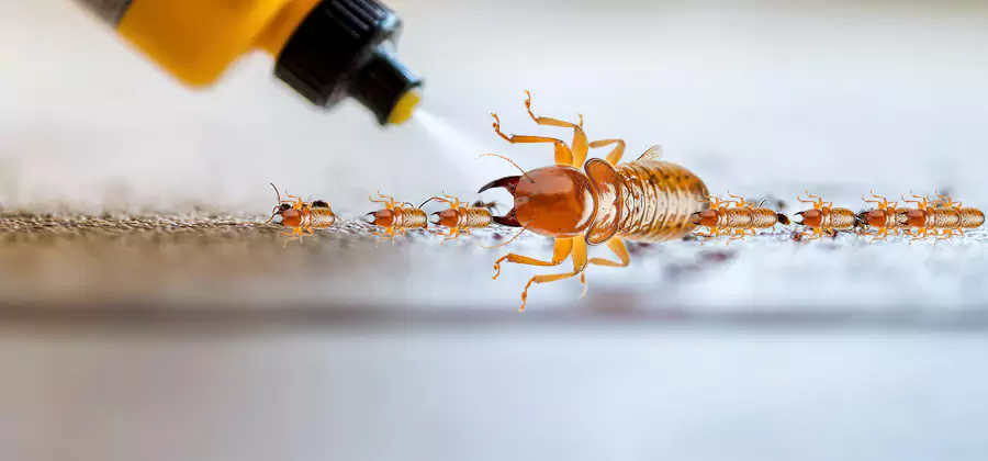 Foundation Termite Spraying Control in Roseburg