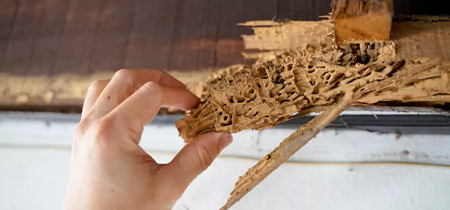 Pre-Construction Termite Treatment in Roseburg