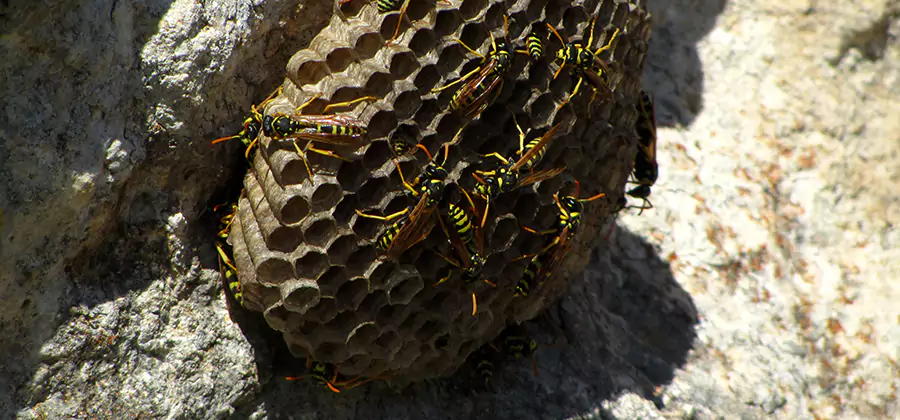 Wasp Nest in Tree Removal Roseburg