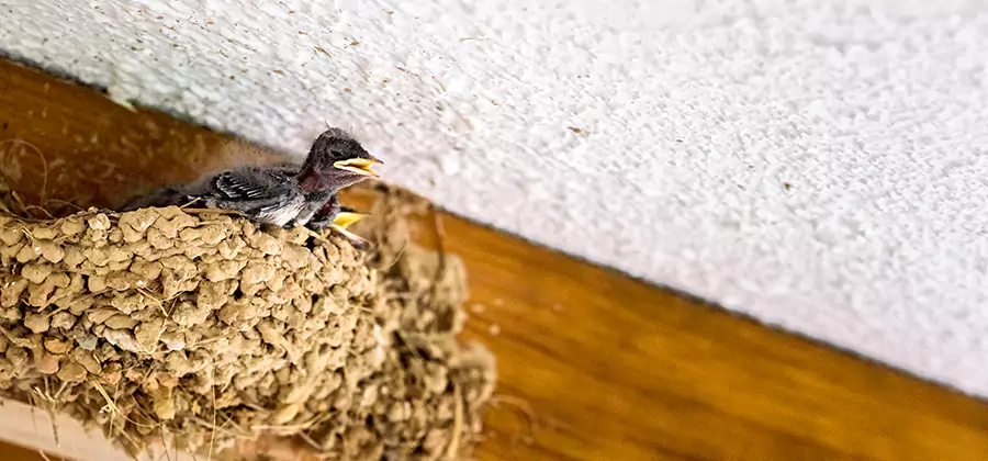 Bird Removal From House in Roseburg