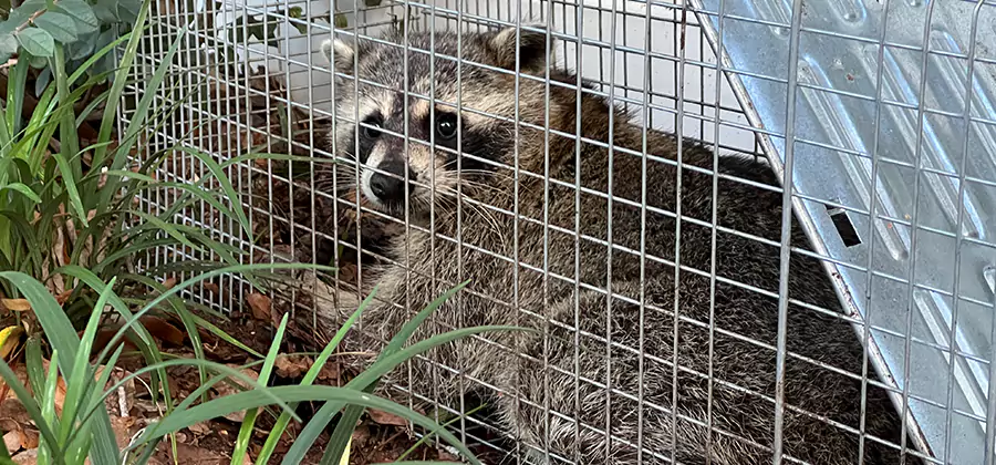 Wildlife Relocation Services in Roseburg
