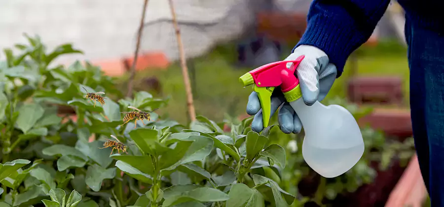 Yellow Jacket Pest Removal for Commercial Properties in Roseburg