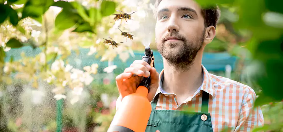 Yellow Jacket Wasp Removal in Roseburg