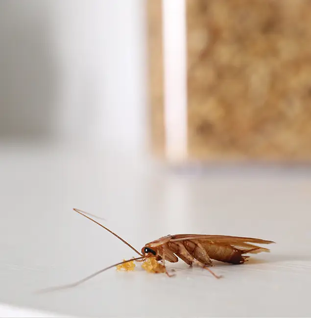 Why Roseburg Pest Control Pro Stands Out in Roseburg, OR?