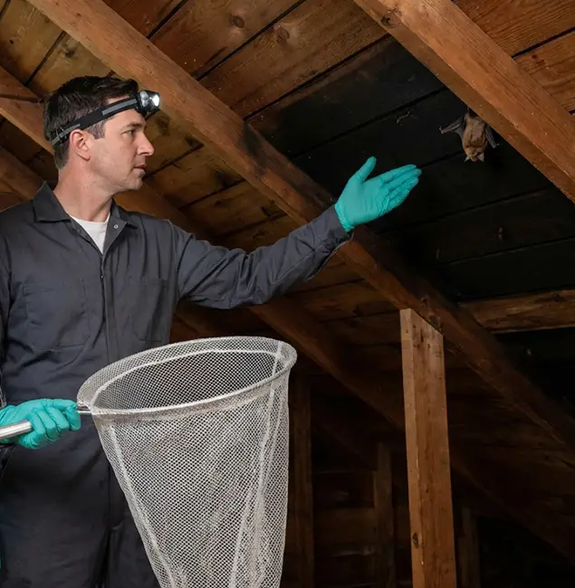Why Roseburg Pest Control Pro Is the Right Choice in Roseburg, OR?