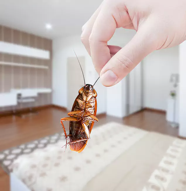 Why Roseburg Pest Control Pro Stand Out for Bed Bug Fumigation in Roseburg, OR?