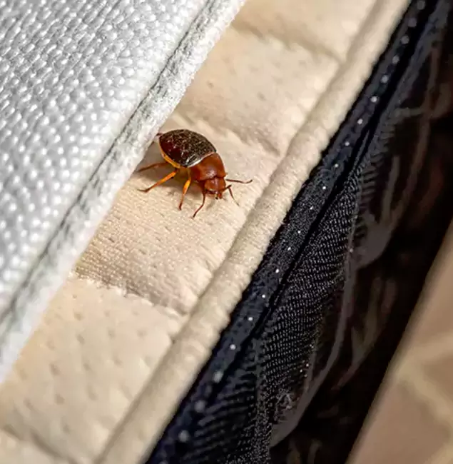 Why Choose Roseburg Pest Control Pro for Bed Bug Treatment at Home in Roseburg, OR?