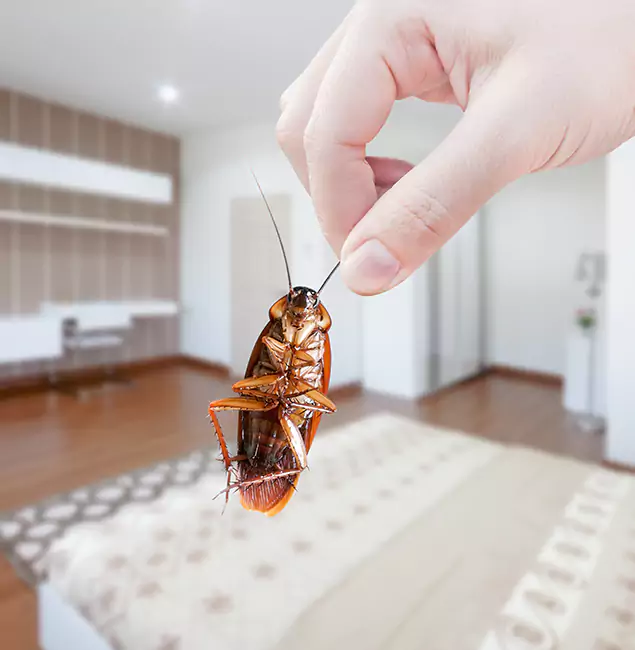 Why Roseburg Pest Control Pro Stand Out For Bed Bug Inspection in Roseburg, OR?