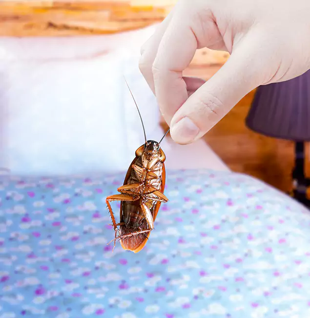 Why Choose Roseburg Pest Control Pro for Bed Bug Treatment in Roseburg, OR?