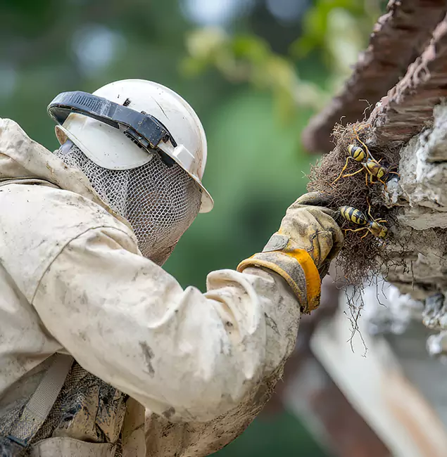 Why Roseburg Property Owners Choose Roseburg Pest Control Pro for Bee Exterminator?