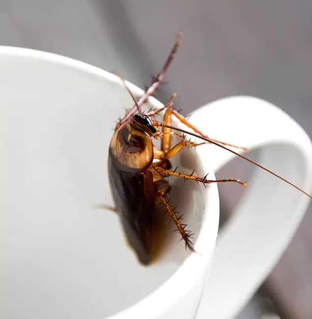 Why Roseburg, OR Residents Trust Roseburg Pest Control Pro for Cockroach Fumigation?