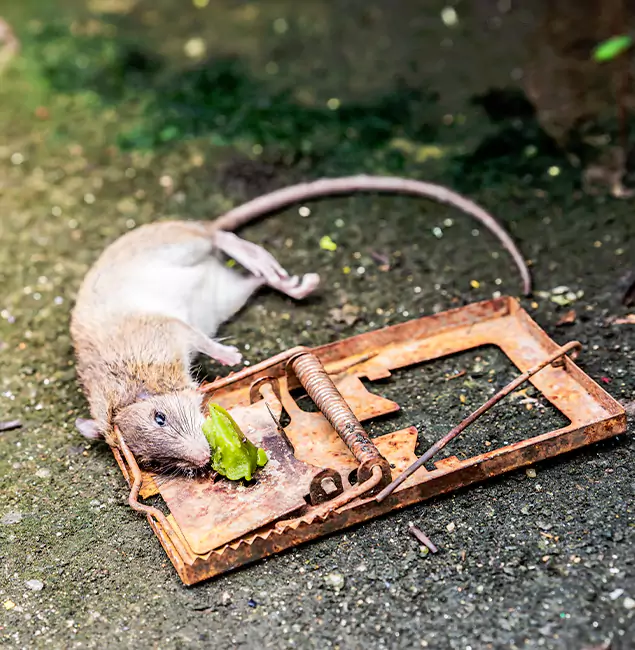 Why Roseburg, OR Homeowners Trust Roseburg Pest Control Pro for Rodent Removal?