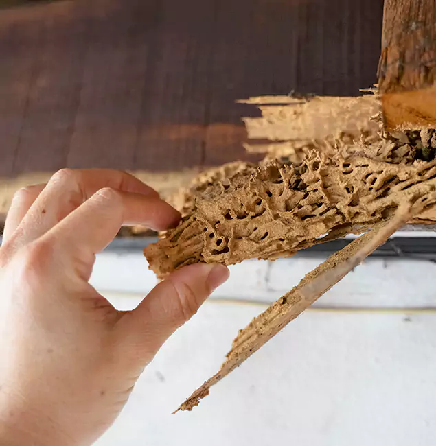 Why Choose Roseburg Pest Control Pro in Roseburg, OR?