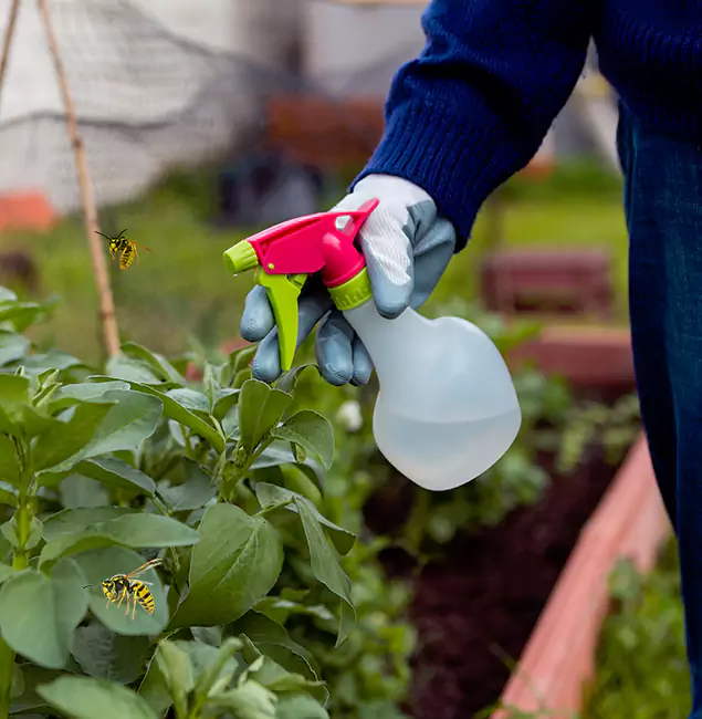 Why Roseburg Homeowners Choose Roseburg Pest Control Pro for Honey Bee Removal?