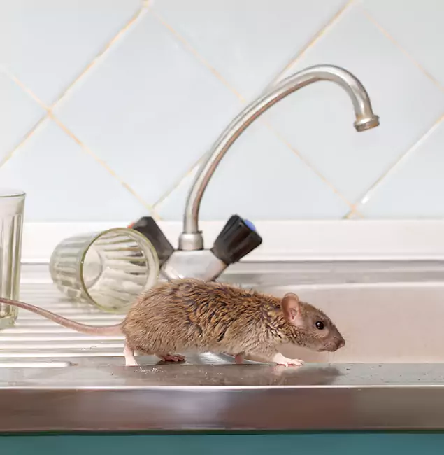 Why Roseburg, OR Trusts Roseburg Pest Control Pro for Humane Rodent Control?