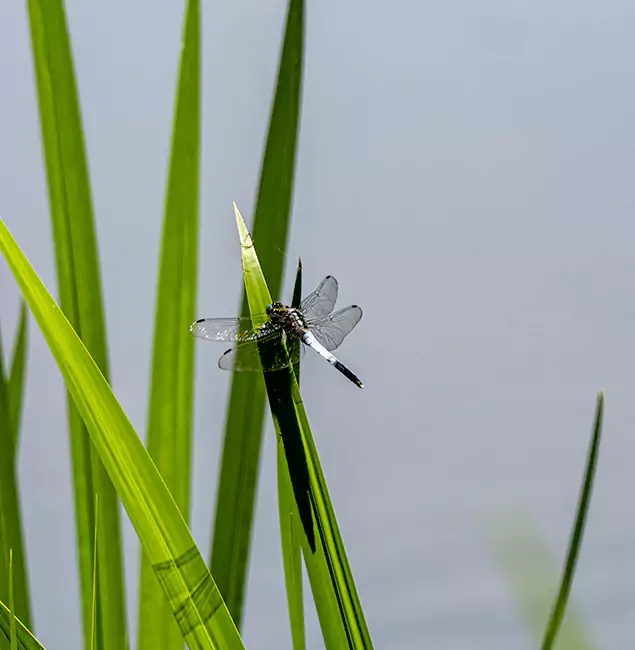 Why Roseburg Families Trust Roseburg Pest Control Pro for Mosquito Prevention?