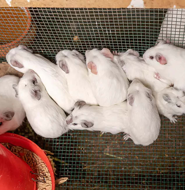 Why Roseburg Pest Control Pro Is the Trusted Choice in Roseburg, OR?