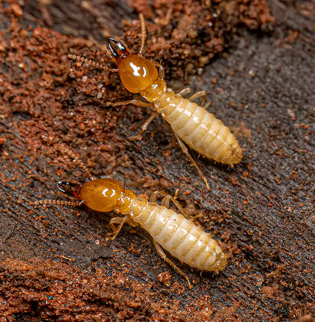 Why Choose Roseburg Pest Control Pro for Termite Treatment Without Tenting in Roseburg, OR?