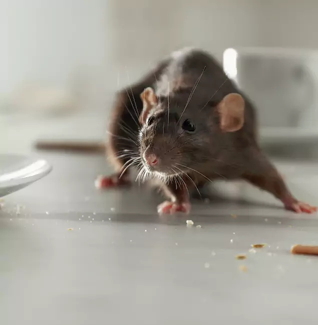 Why Roseburg, OR Trusts Roseburg Pest Control Pro for Rodent Prevention?