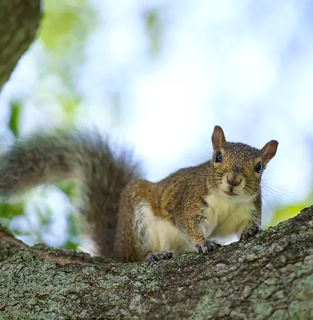 Why Roseburg, OR Relies on Roseburg Pest Control Pro for Squirrel Pest Control?