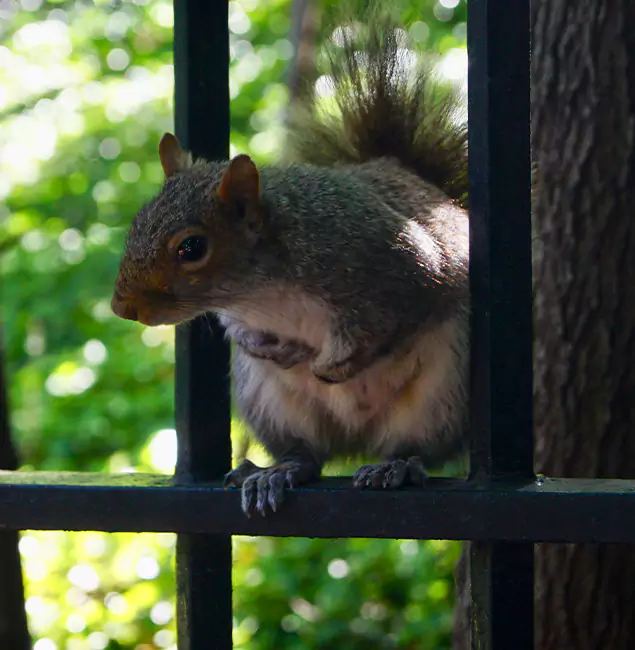 Why Roseburg, OR Chooses Roseburg Pest Control Pro for Squirrel Removal?